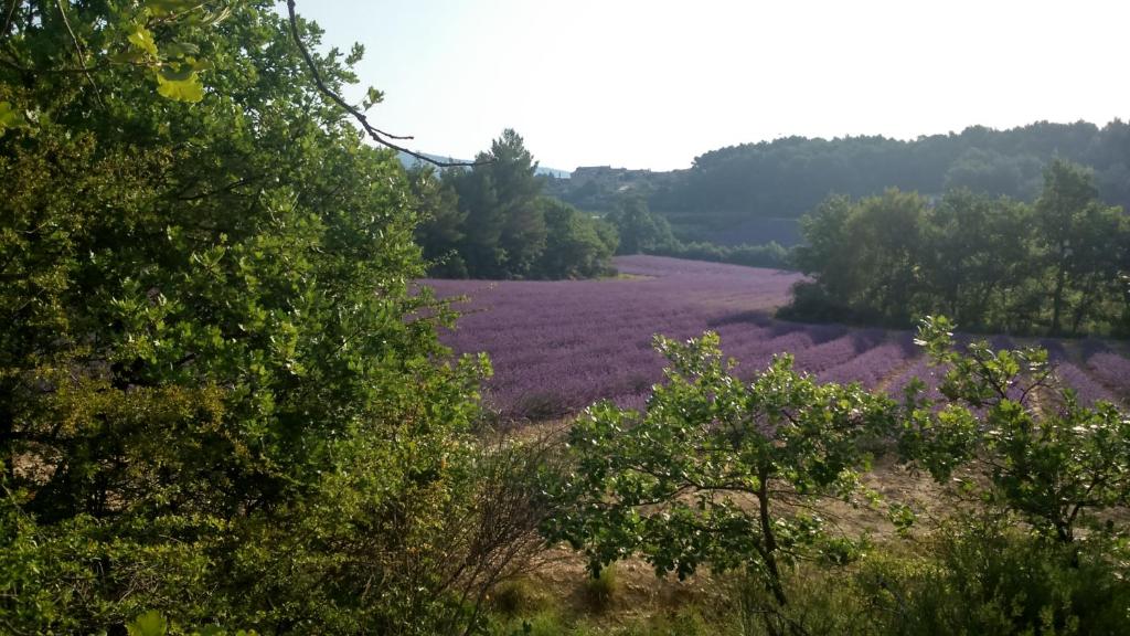 a field of lavender with trees and bushes at Les Vallons Holiday Home in Lioux