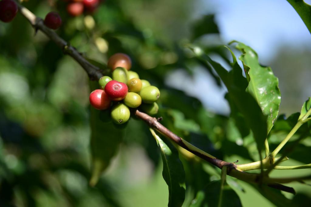 a bunch of green and red berries on a tree at Fangshuh B&amp;B in Fenglin