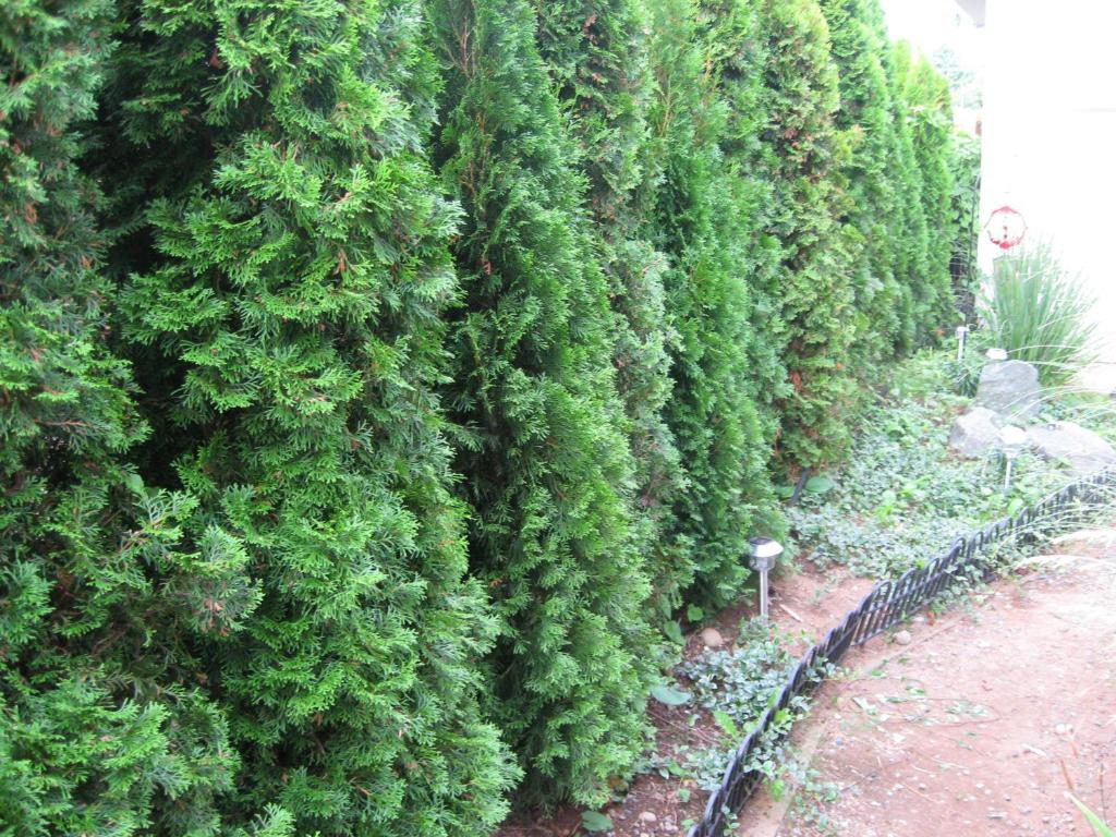 a hedge of green trees in a garden at Money Pennies Bed and Breakfast in Campbell River
