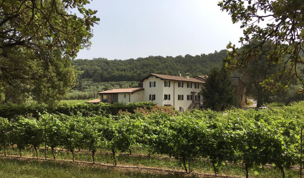 une maison au milieu d'un champ de vignes dans l'établissement Agriturismo Ca' Castellani, à Bardolino