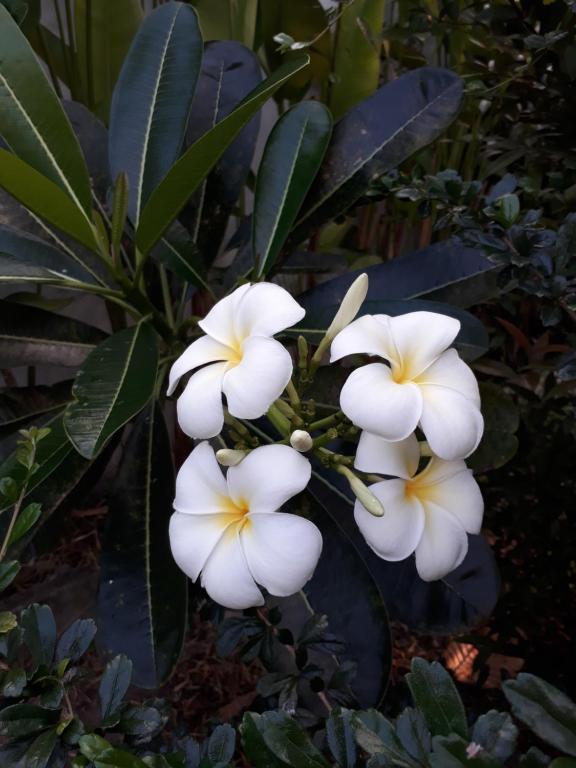 Ein Garten an der Unterkunft Khanom Garden Suite