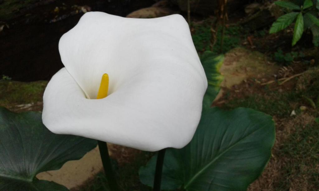  Pousada Águas da Mata