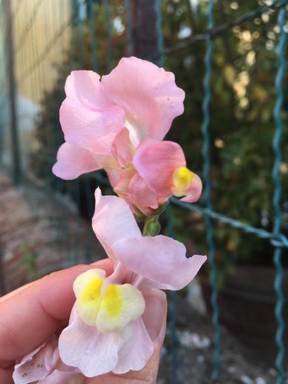 A garden outside Bed & Breakfast Lucca Fora