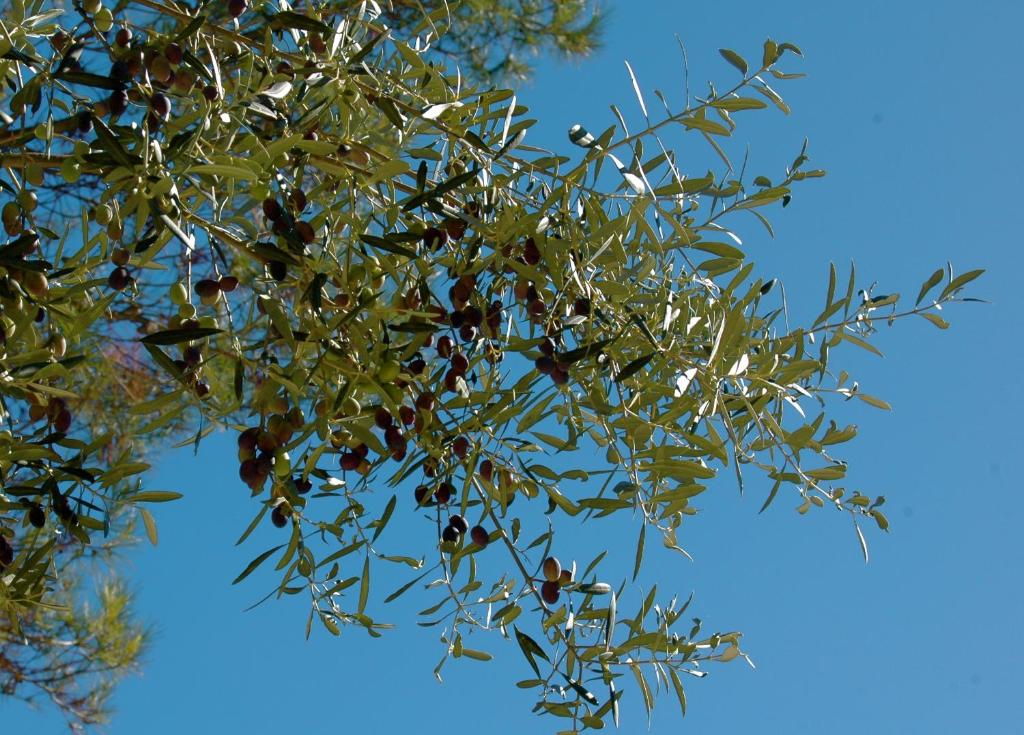 un arbre avec beaucoup de feuilles et de fruits sur lui dans l'établissement B&B Les Grillons, à Draguignan