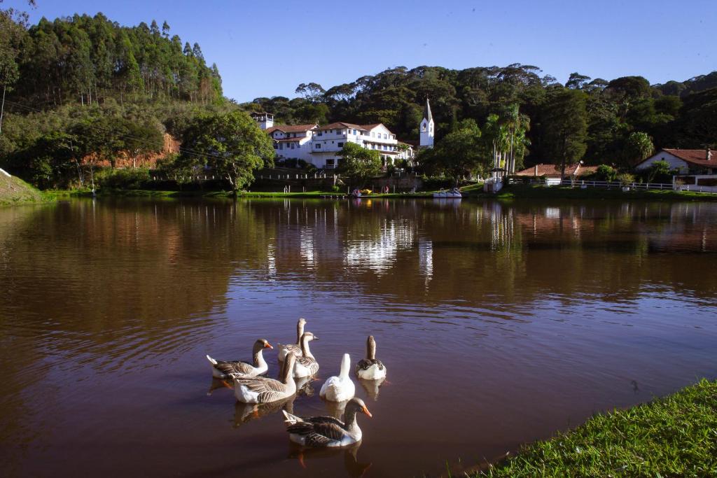 eine Gruppe von Enten, die in einem See schwimmen in der Unterkunft Hotel Fazenda Santa Barbara in Engenheiro Paulo de Frontin