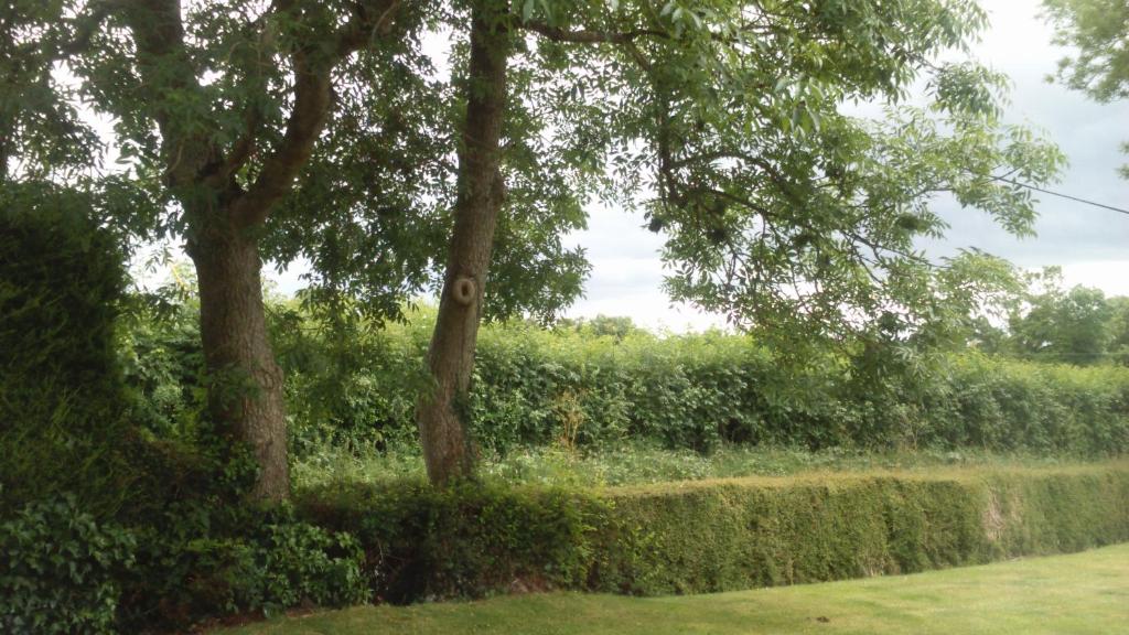 a garden with trees and a hedges and a hedge at Nick & Sandra's in Slane