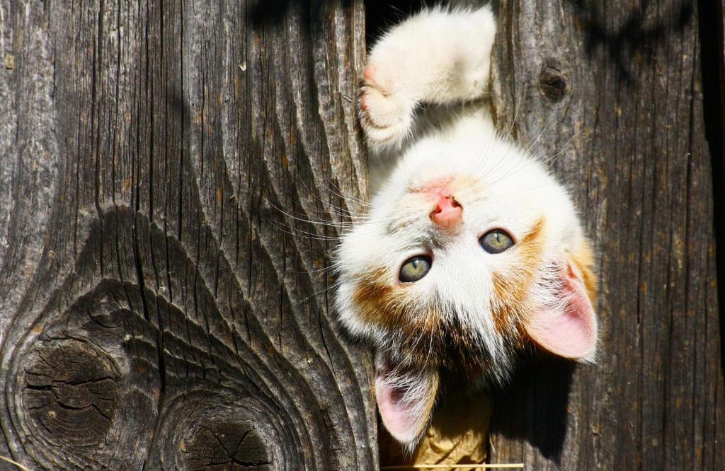 two kittens are peeking out of a wooden door at Bodnerhof in Arriach