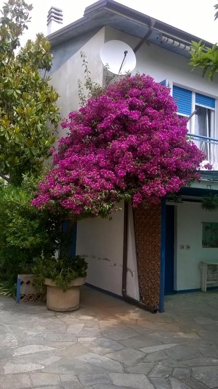 Ein paar lila Blumen auf der Seite eines Gebäudes in der Unterkunft SanBart Villetta con Giardino in San Bartolomeo al Mare