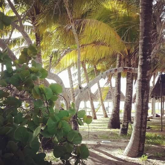 Zahrada ubytování Hotel San Felipe de Jesus Yucatan