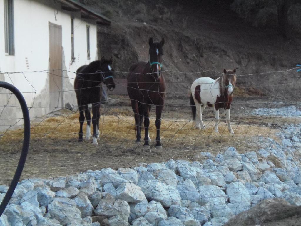 Zvířata v venkovského domu nebo okolí