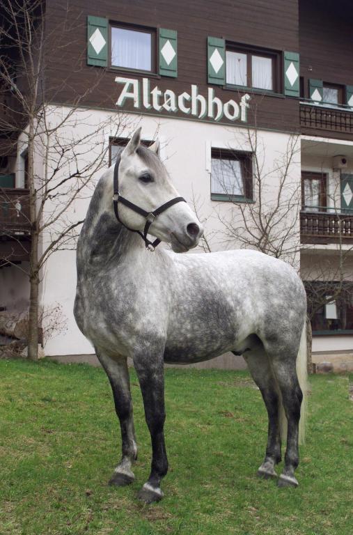 Zvířata v hotelu nebo okolí