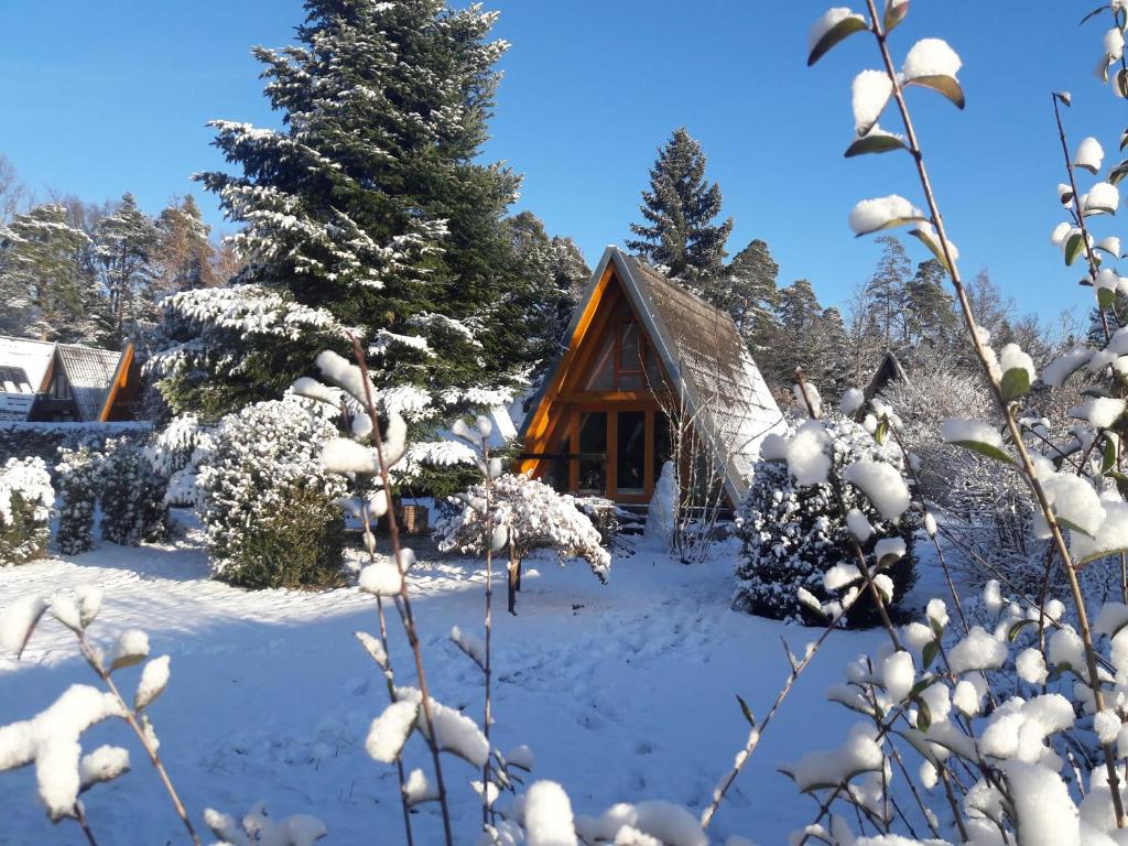 Schellbronn的住宿－沃爾夫西威戈11號度假屋，雪中小屋,有雪覆盖的树木