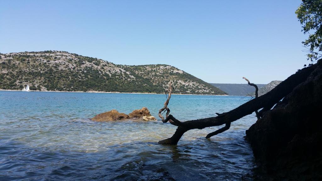 a tree branch sticking out of the water at Laura in Koromačno