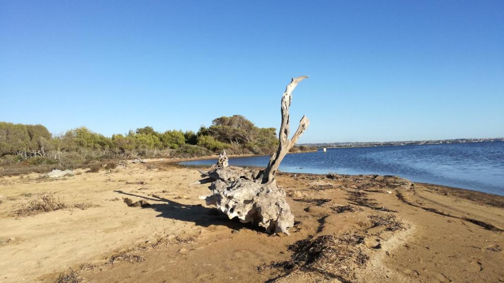 une crevette d'arbre assise sur une plage près de l'eau dans l'établissement Casa Vacanze Sottovento, à Birgi Vecchi