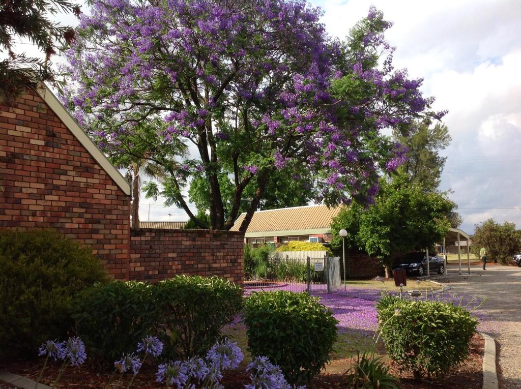 un árbol con flores púrpuras delante de un edificio en Belvoir Village Motel & Apartments Wodonga en Wodonga