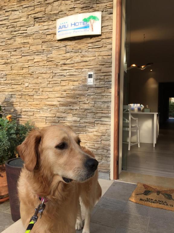 a brown dog sitting in front of a building at Arli Hotel Hideaway Punta Ala - Adults Only in Punta Ala
