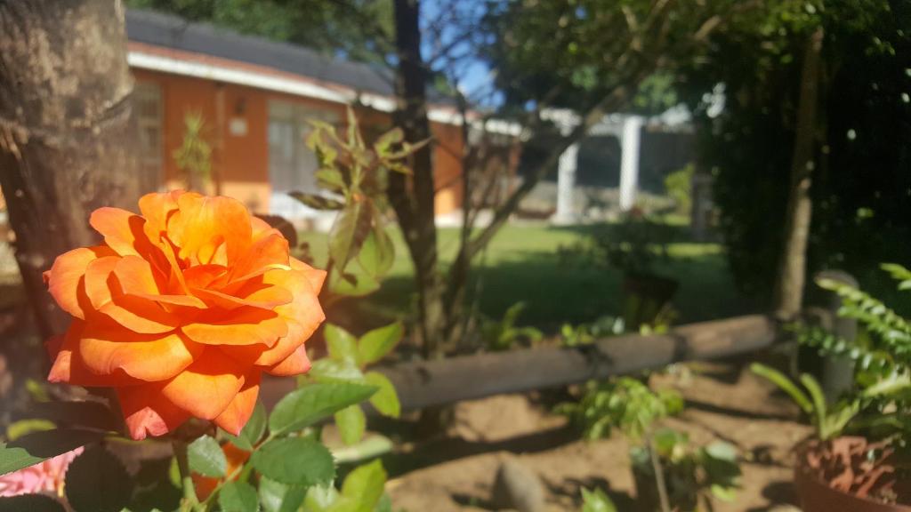 Zahrada ubytování Rose of Sharon