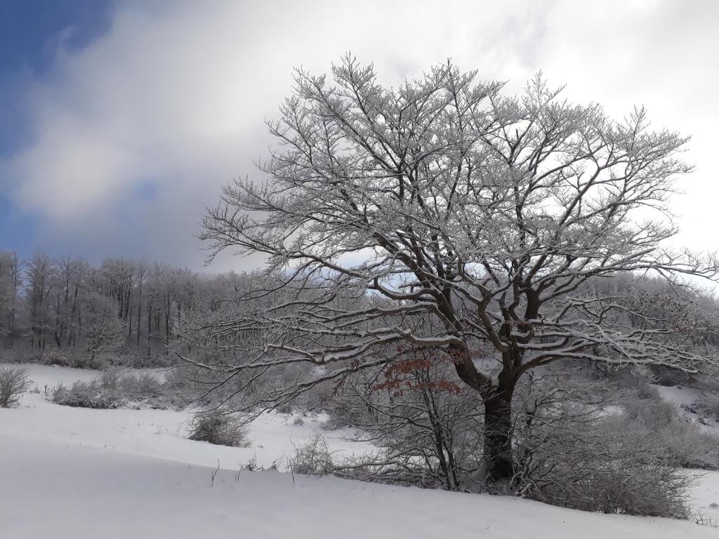 フィレンツオーラにあるAntica Terrazza Pietramalaの雪の畑の木