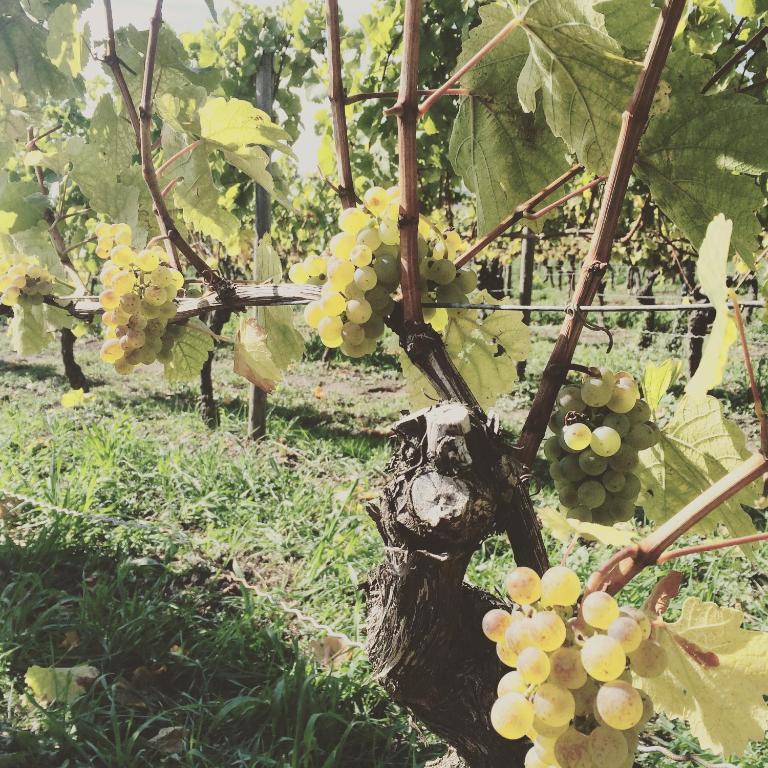 Zahrada ubytování Weingut Gästehaus Weigand
