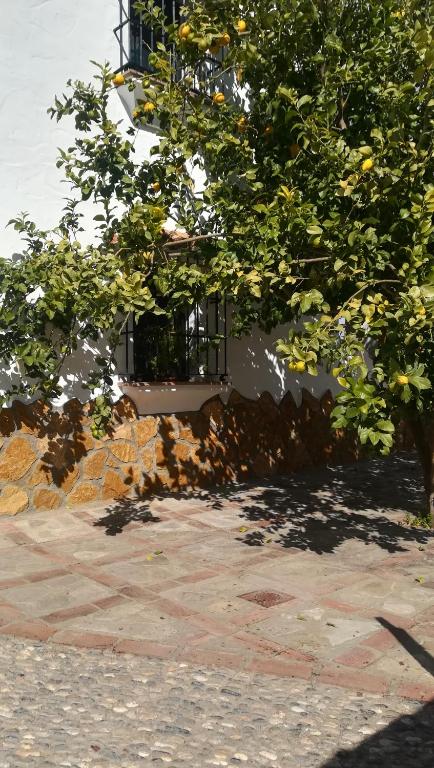 Imagen de la galería de El Peñón, en Zahara de la Sierra