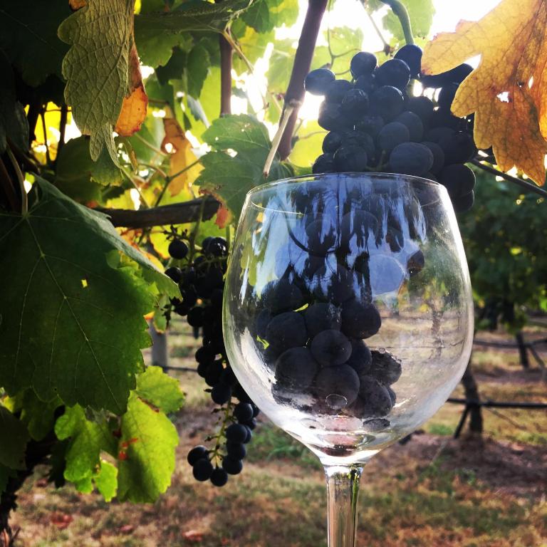 Nápoje v ubytování Tranquil Vale Vineyard
