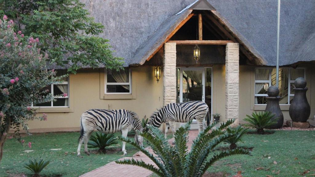 two zebras grazing in front of a house at La Barune Game Lodge in Vaalwater