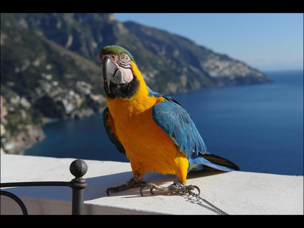 a colorful bird sitting on top of a table at Villa Briganti Seaview Terrace in Positano