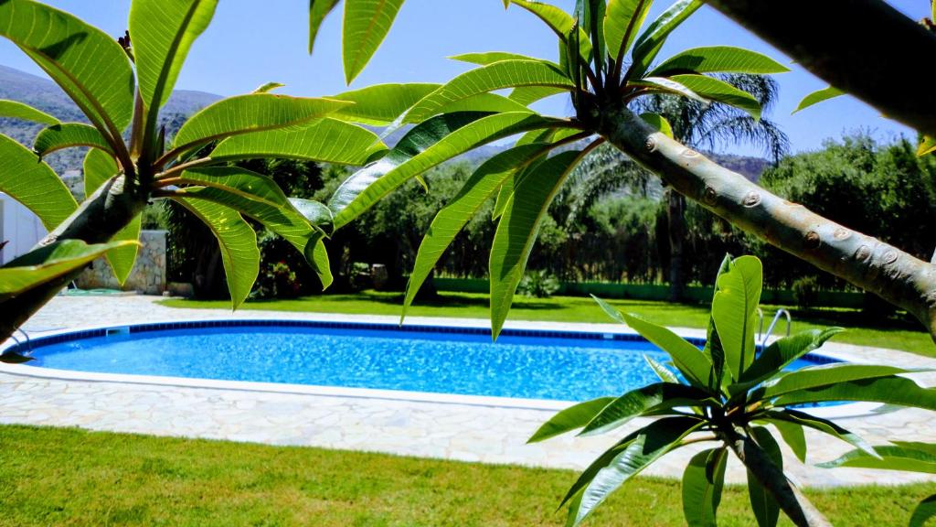 Bazén v ubytování Ibiscus Hotel Malia nebo v jeho okolí