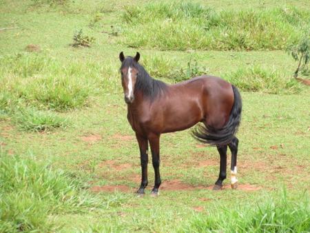 Hotel Fazenda Topada