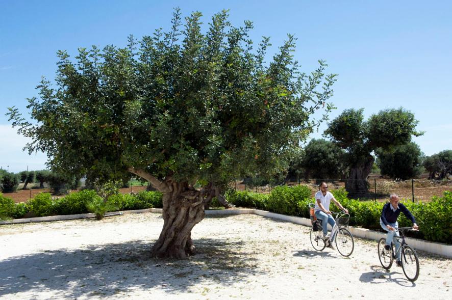 two people riding bikes next to a tree at case per vacanze torre incina in Polignano a Mare