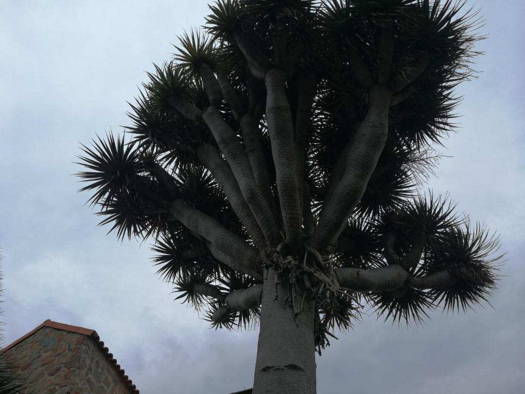 a palm tree in front of a blue sky at Casa El Drago in Las Palmas de Gran Canaria