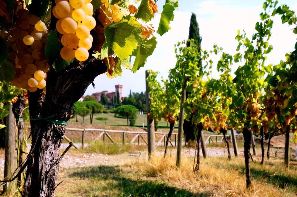 Fotografie z fotogalerie ubytování Casale in Collina v destinaci Capriva del Friuli