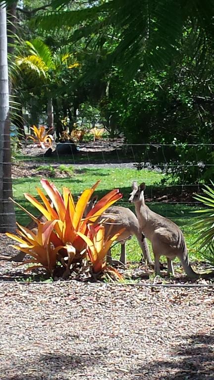 Animales en el bed and breakfast o alrededores