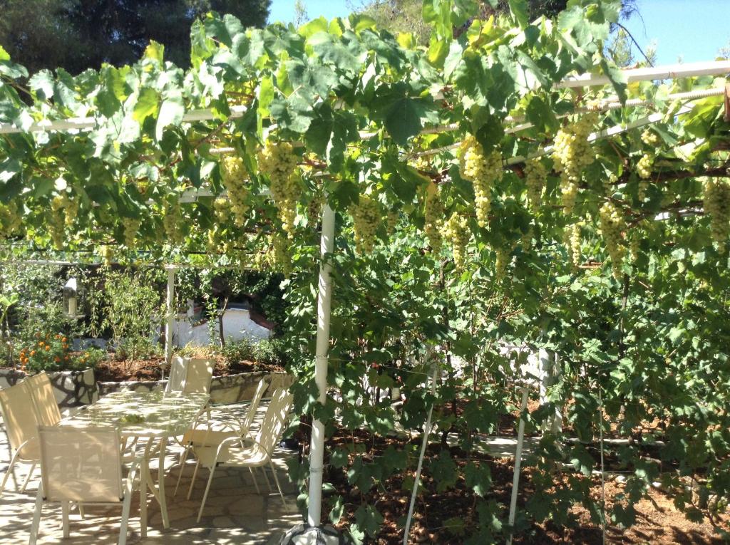 Jardin de l'établissement La Mirage