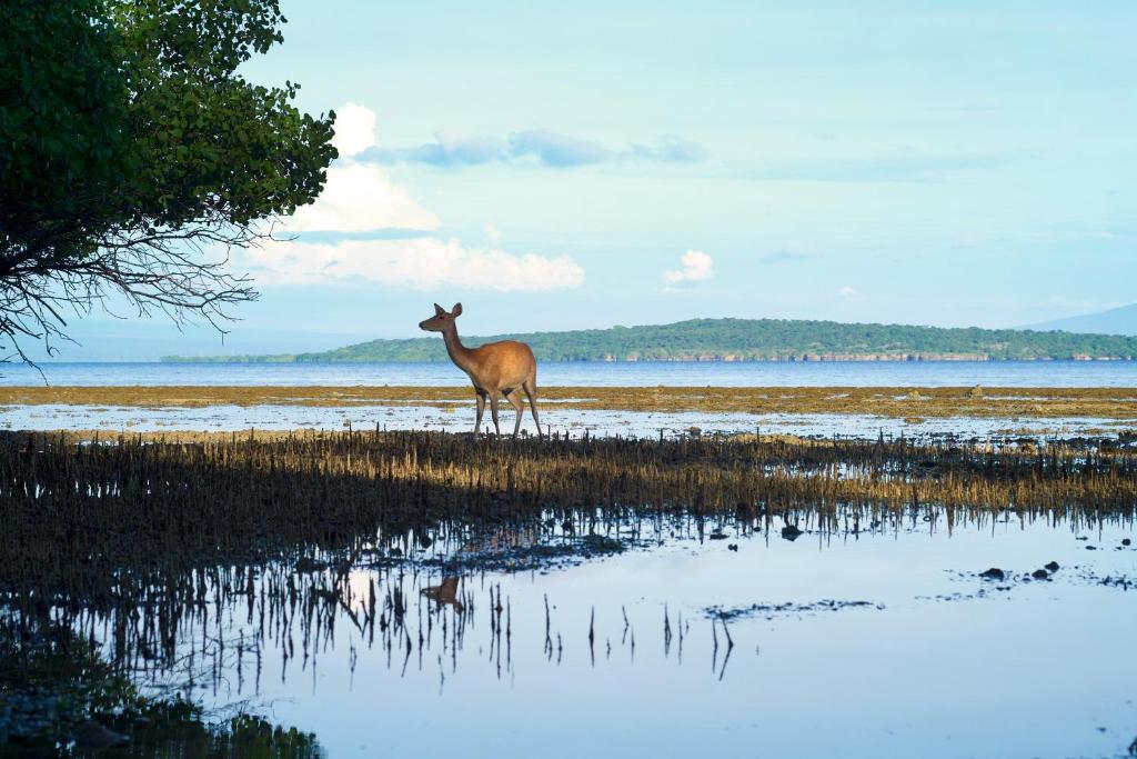 Bajul Eco Lodge Plataran