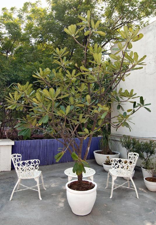 Zahrada ubytování Haveli Hauz Khas