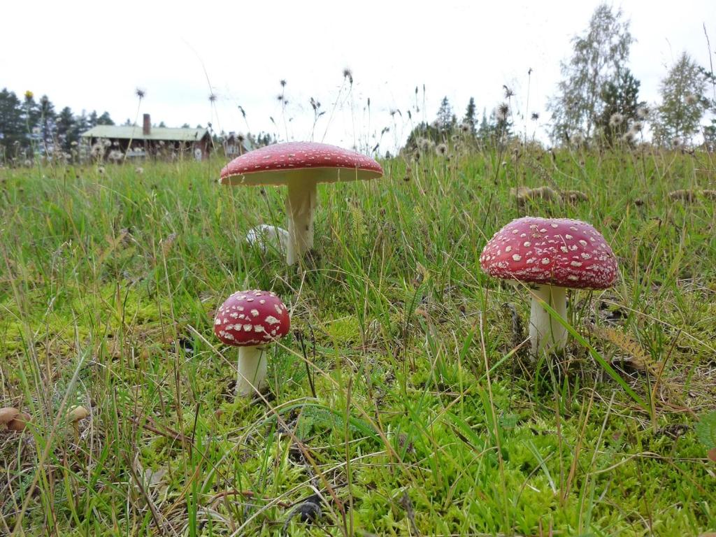 Fotografie z fotogalerie ubytování Aha Lodge v destinaci Sorsele