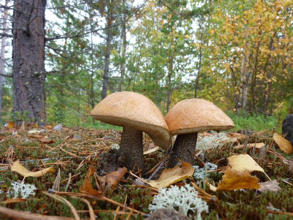 Fotografie z fotogalerie ubytování Aha Lodge v destinaci Sorsele