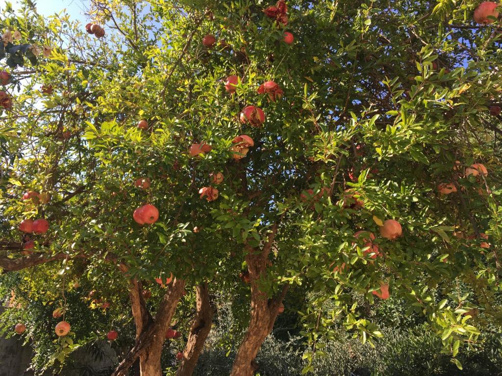 Apartment Nikka - 17