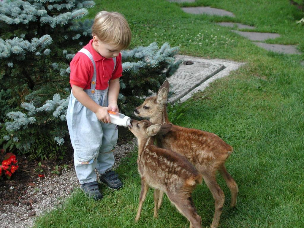 Zvířata v prázdninového domu nebo okolí
