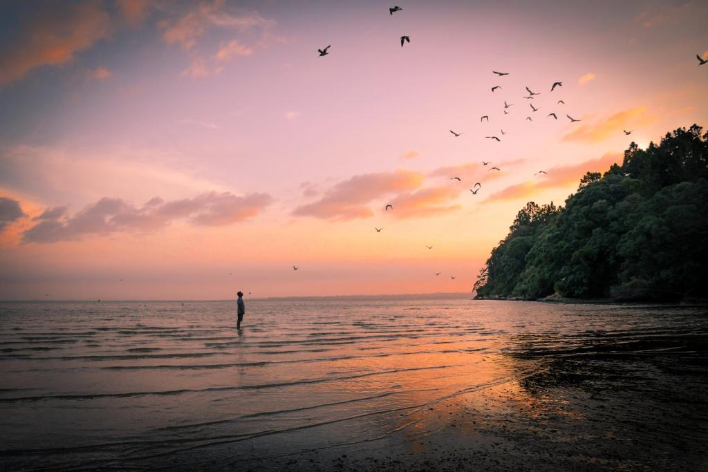 a man standing on the beach with birds flying over the water at Auckland Clifftop in Auckland