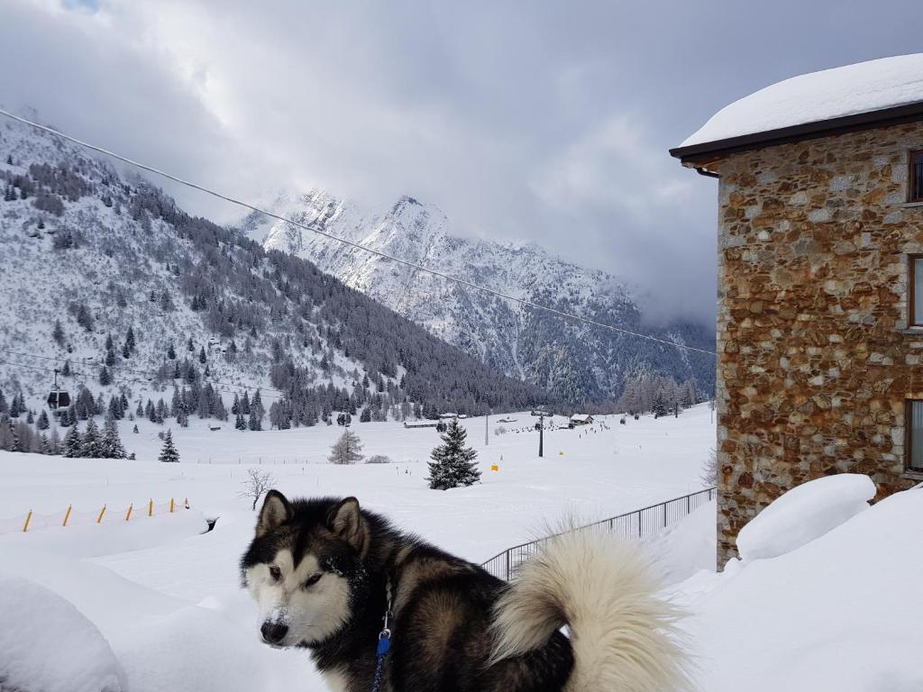 パッソ・デル・トナーレにあるSCI AI PIEDI,PASSEGGIATE,MOUNTAIN BIKE,RELAXの雪の中の建物の隣に立つ犬