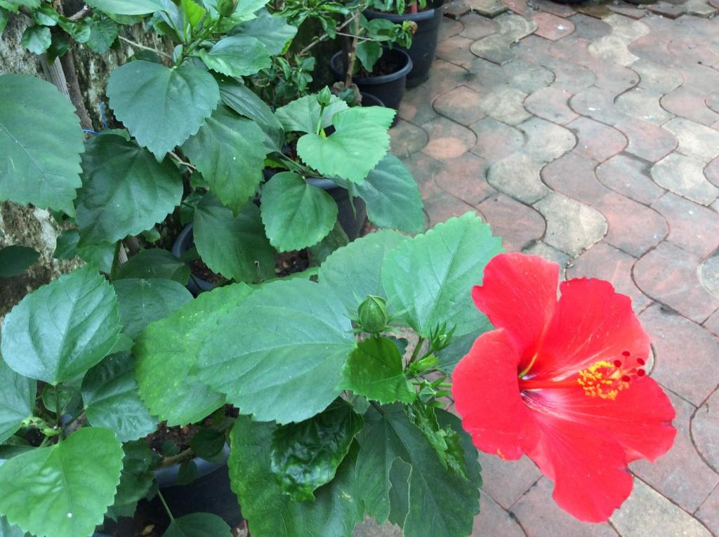 Zahrada ubytování Veda Vihar Homestay & Yoga Centre