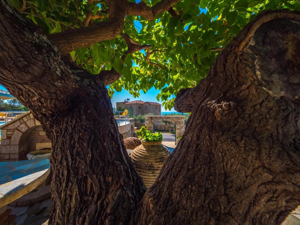 a tree with two branches with a vase under it at Palataki in Kardamyli