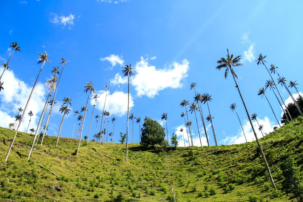 a group of palm trees on a hill at Palmas de Cocora in Salento