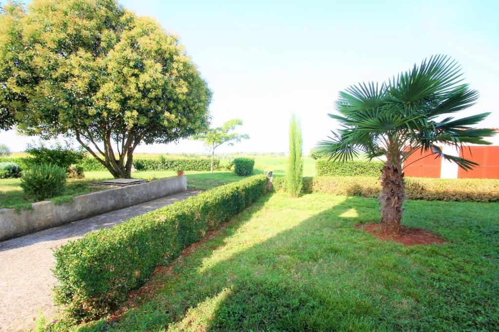 a garden with a palm tree and bushes at Apartments Livio Stranici in Rošini