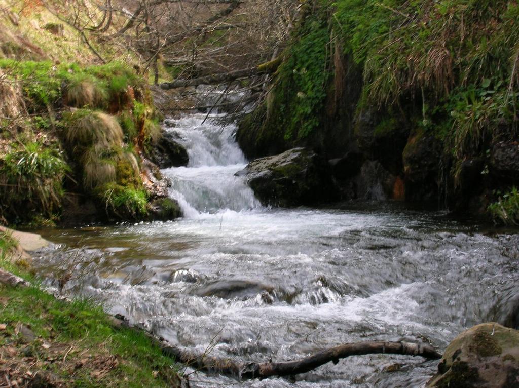 a stream of water flowing through a forest at le monne (dit la fermette ) in Chambon-sur-Lac