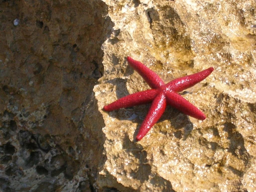 Una stella marina rossa giace su una roccia di Stella Marina Albergo Diffuso - B&B a Noto Marina