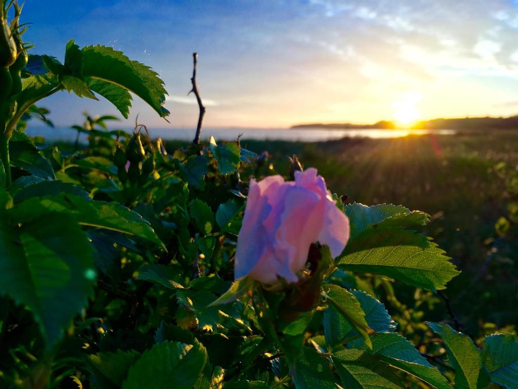 ティースゾーにあるApartment "Little Hawaii"の日没を背景に茂みの中のピンクのバラ