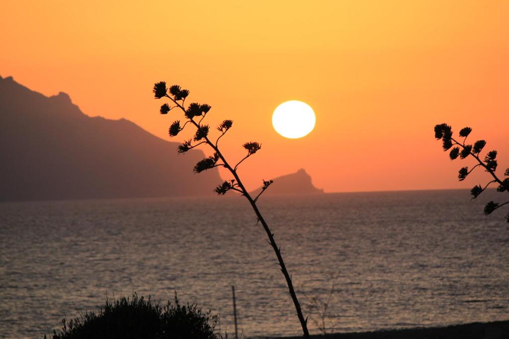 un tramonto sull'oceano con una pianta in primo piano di My Heaven a Favignana